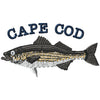Cape Cod Striper 1