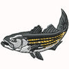 Striper 2