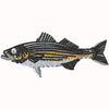 Striper 1