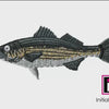 Striper 1