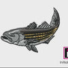 Striper 2